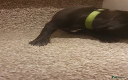 Staffordshire Bull Terrier dogs for sale: Staffordshire Bull Terrior Pups - 9 in total. - Image 20