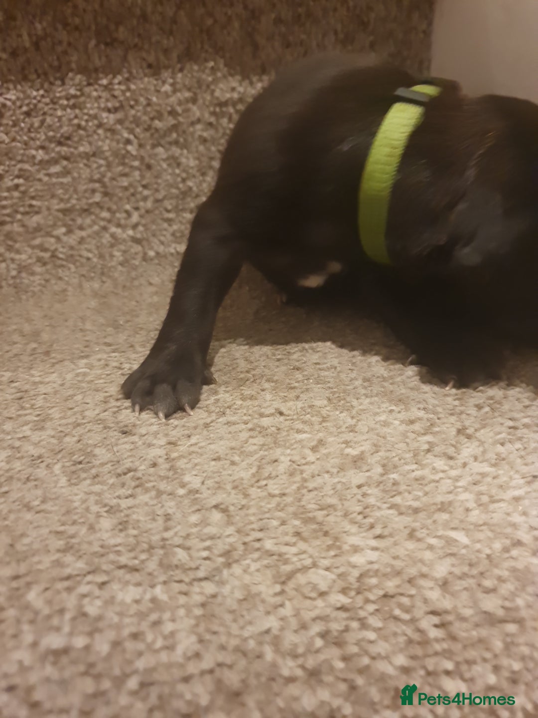 Staffordshire Bull Terrier dogs for sale: Staffordshire Bull Terrior Pups - 9 in total. - Image 20
