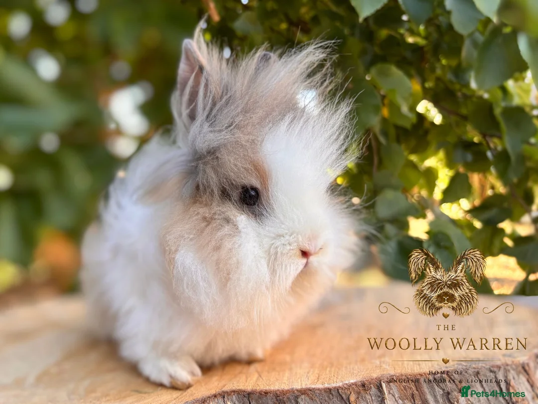 Lionhead rabbits for sale: Fully Vaccinated Lionheads Ready Now  - Advert 24