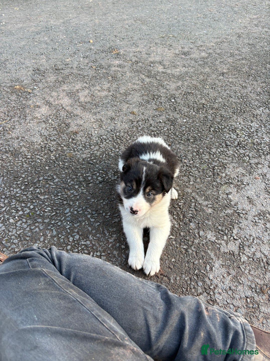 Border Collie dogs for sale: Beautiful Collie Pups - Ready for  **  - £895 - Advert 9