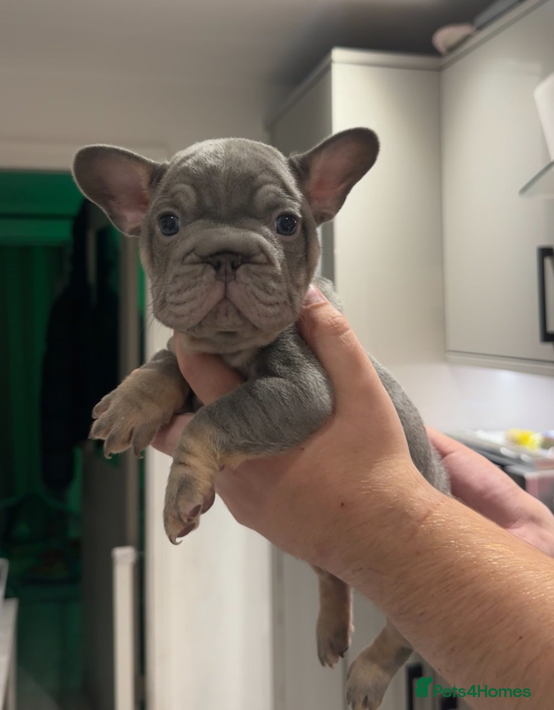 French Bulldog dogs for sale: 4 PUPPYS LEFT 🤍 French bulldog puppies 🤍 - Image 5