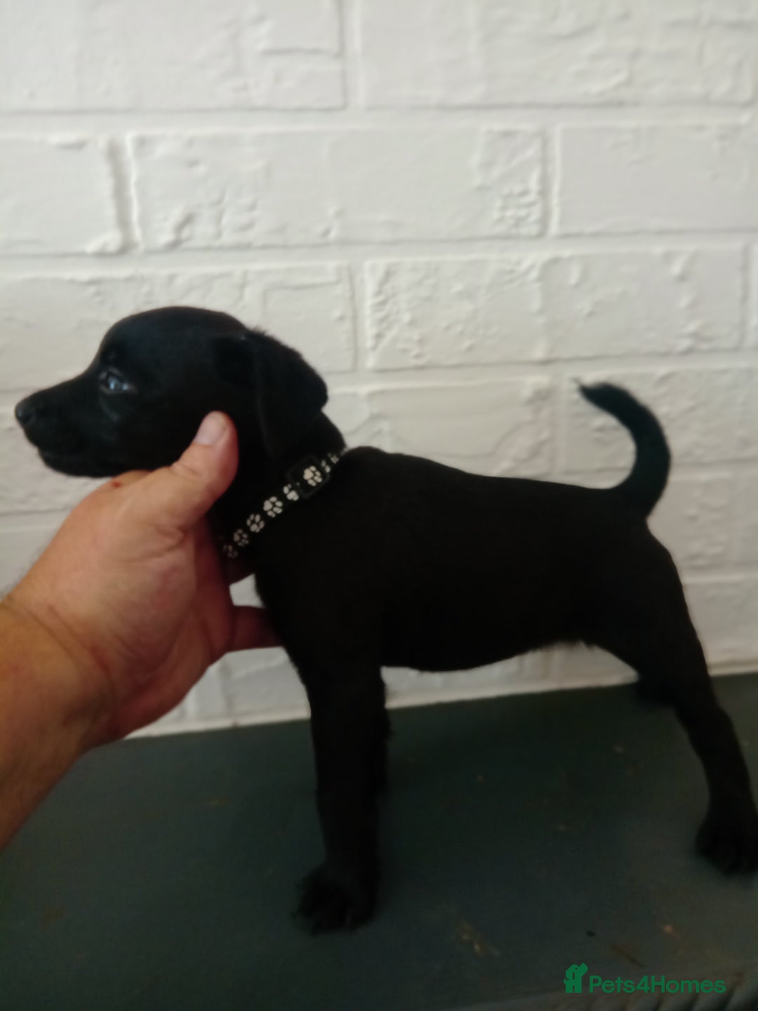 Patterdale Terrier dogs for sale: Patterdale pups for sale ready now - Image 28