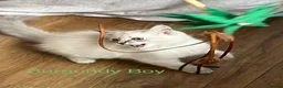 Siberian cats for sale: Amazing Siberian Neva Masquerade/Ragdoll kittens  - Advert 7