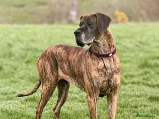 Great Dane dogs Beautiful Female Great Dane for Rehoming - Advert 8