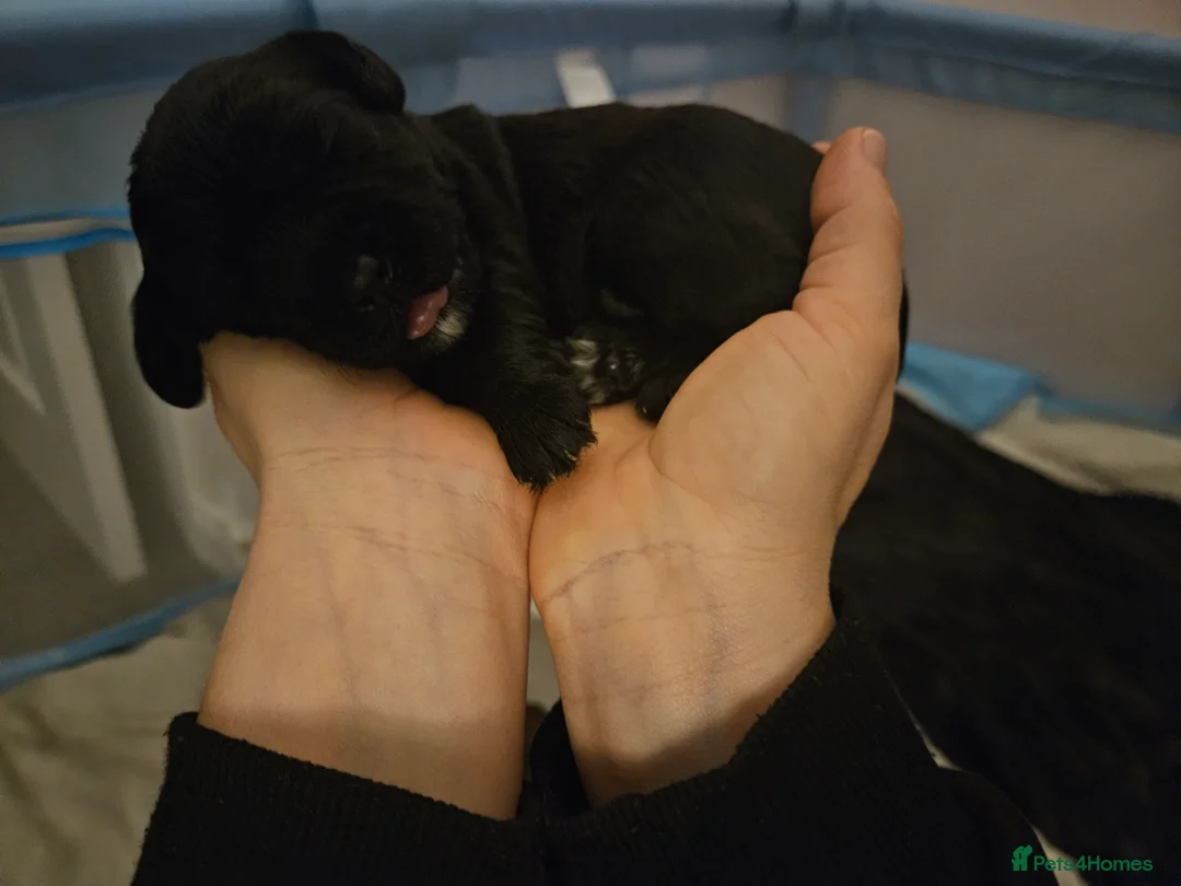 Mixed Breed dogs for sale: 4 beautiful pups for sale - Advert 11