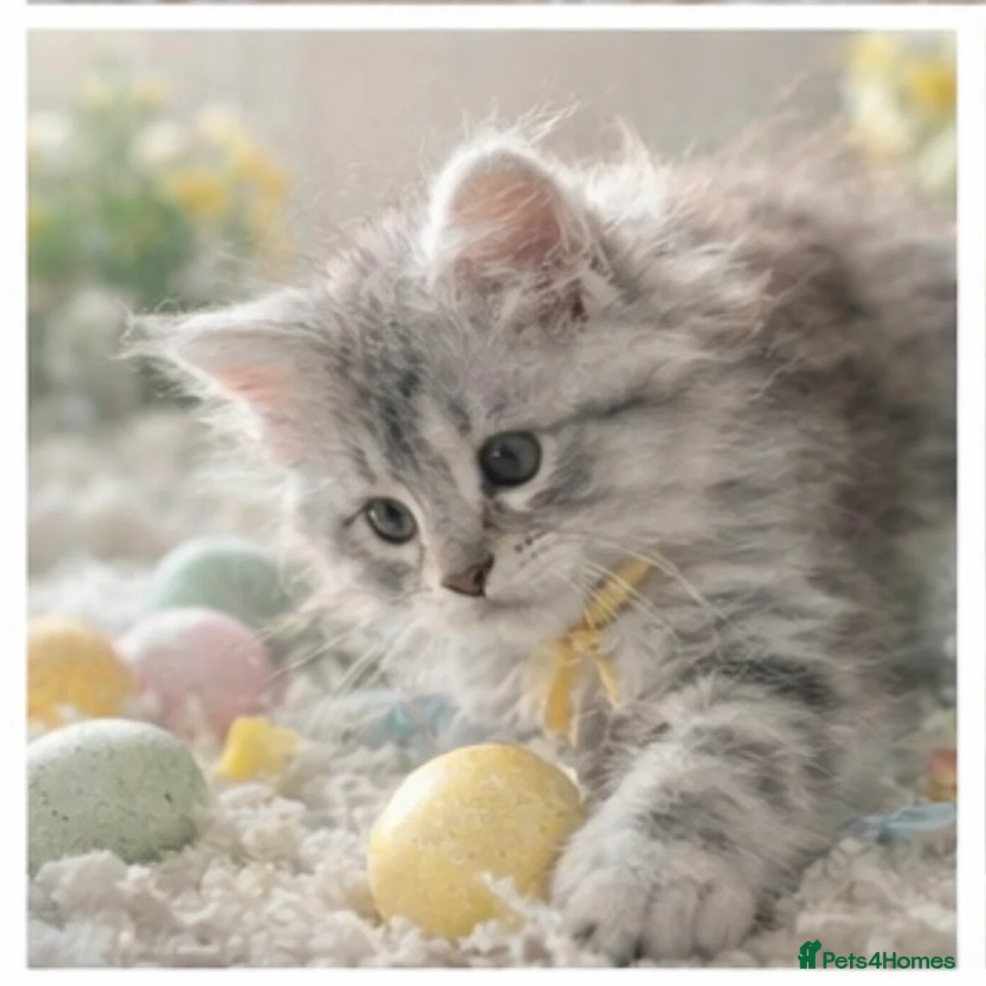 Maine Coon cats for sale: Outstanding pedigree kittens  - Advert 2