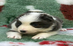 Border Collie dogs for sale: WINNING CRUFTS COMPETITORS. KC REG, HEALTH TESTED - Image 36