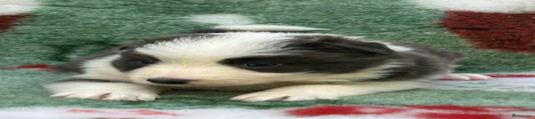 Border Collie Puppy 2