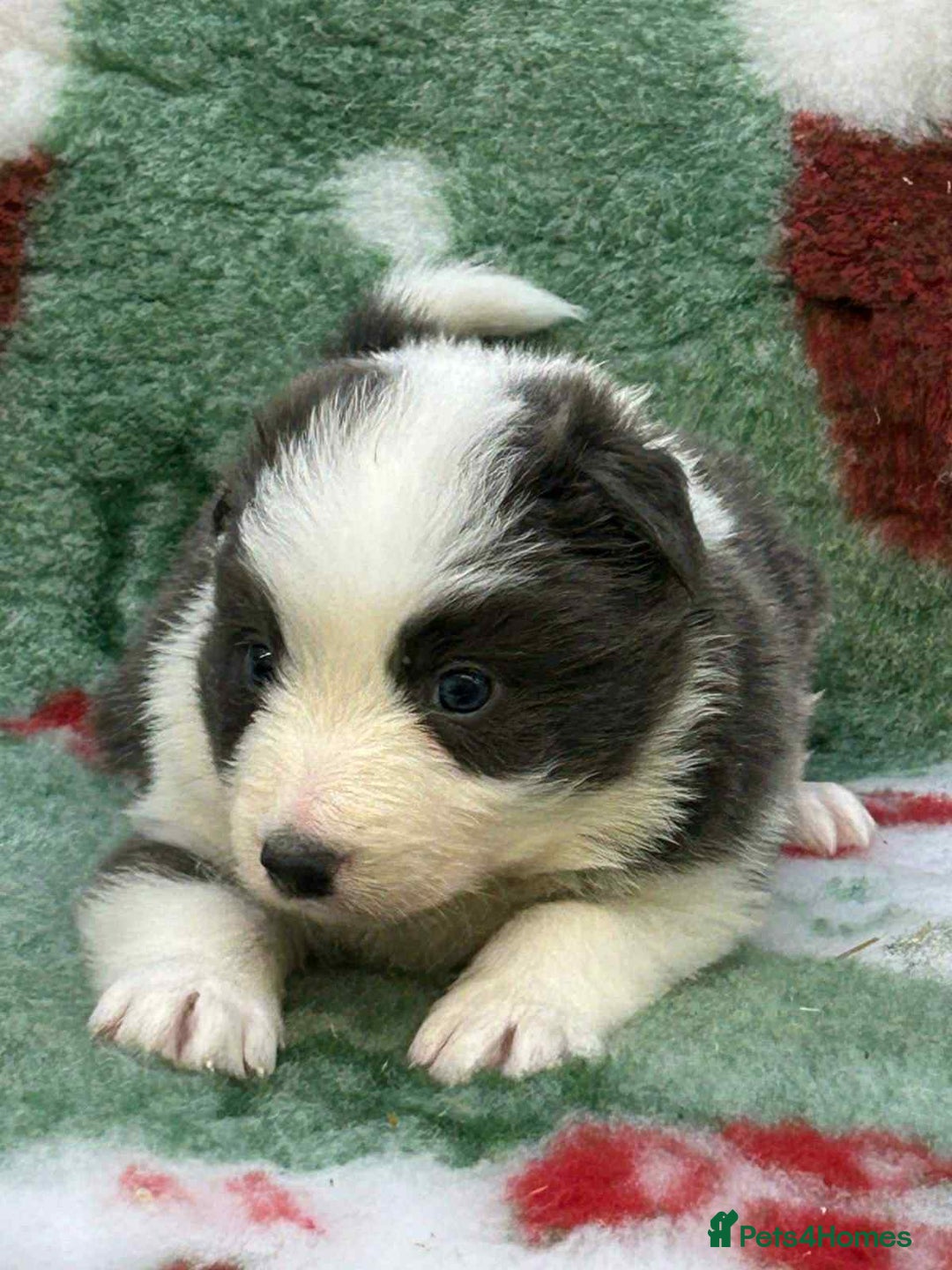 Border Collie dogs for sale: WINNING CRUFTS COMPETITORS. KC REG, HEALTH TESTED - Image 36