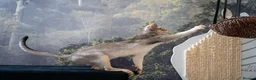 Abyssinian cats for sale: Super Cuddling Boy Champion Line 🏆 Silver Black - Advert 25