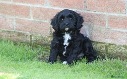Cavapoo dogs for sale: Beautiful F1 Cavapoo puppies for sale - Image 26