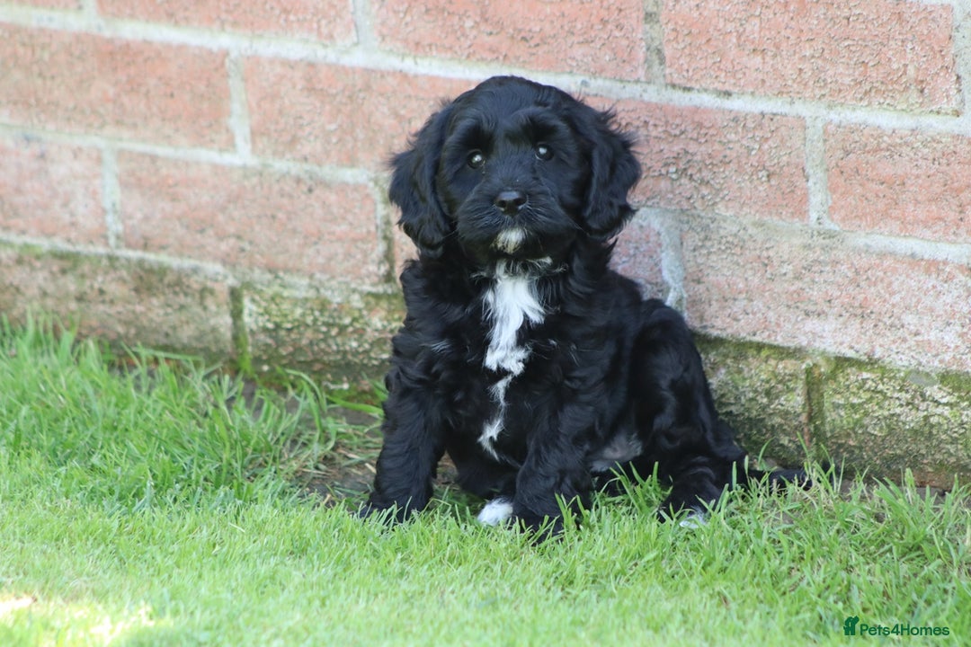 Cavapoo dogs for sale: Beautiful F1 Cavapoo puppies for sale - Image 26