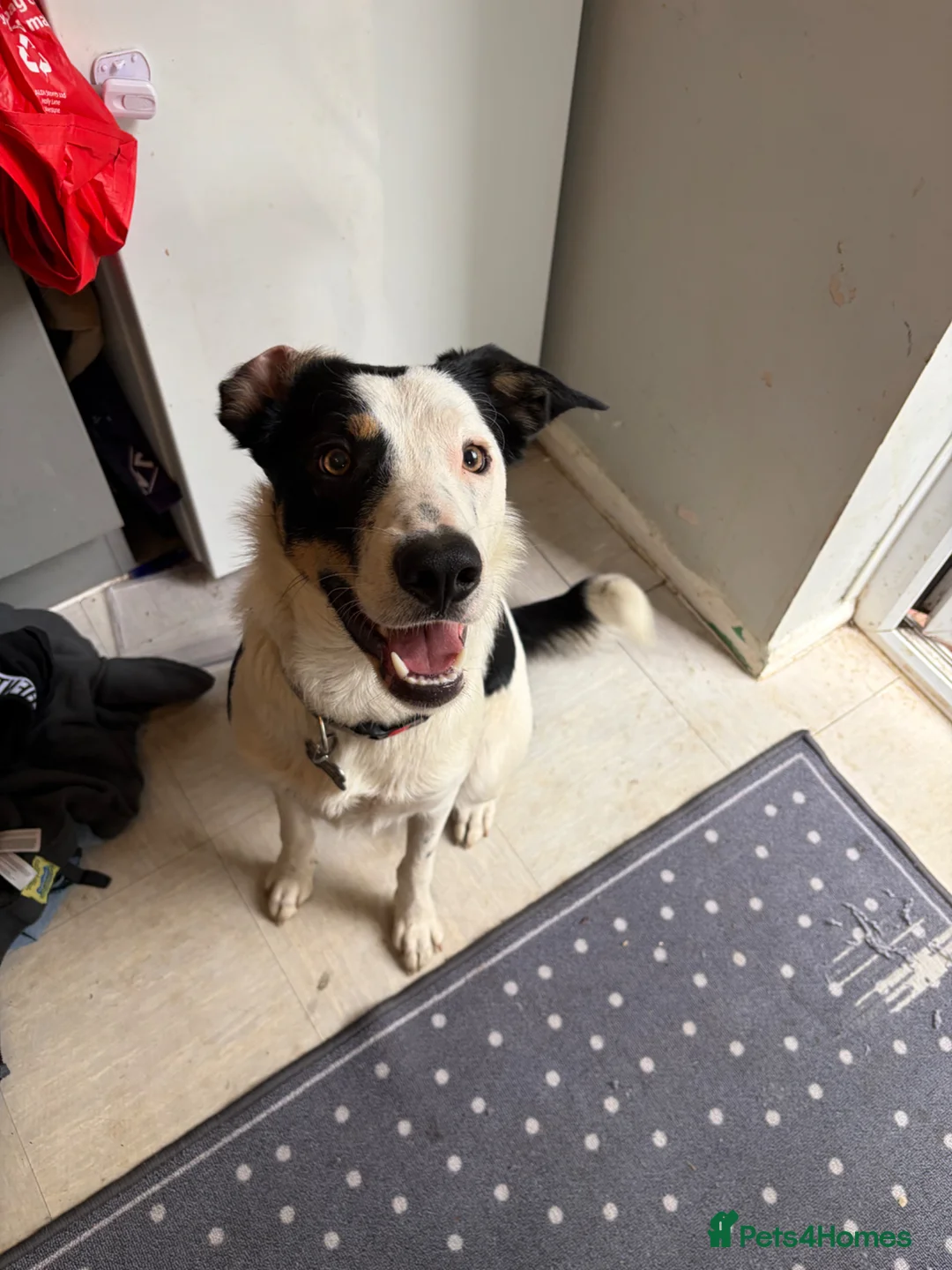 Border Collie dogs for adoption: Marley needing forever home  - Advert 3