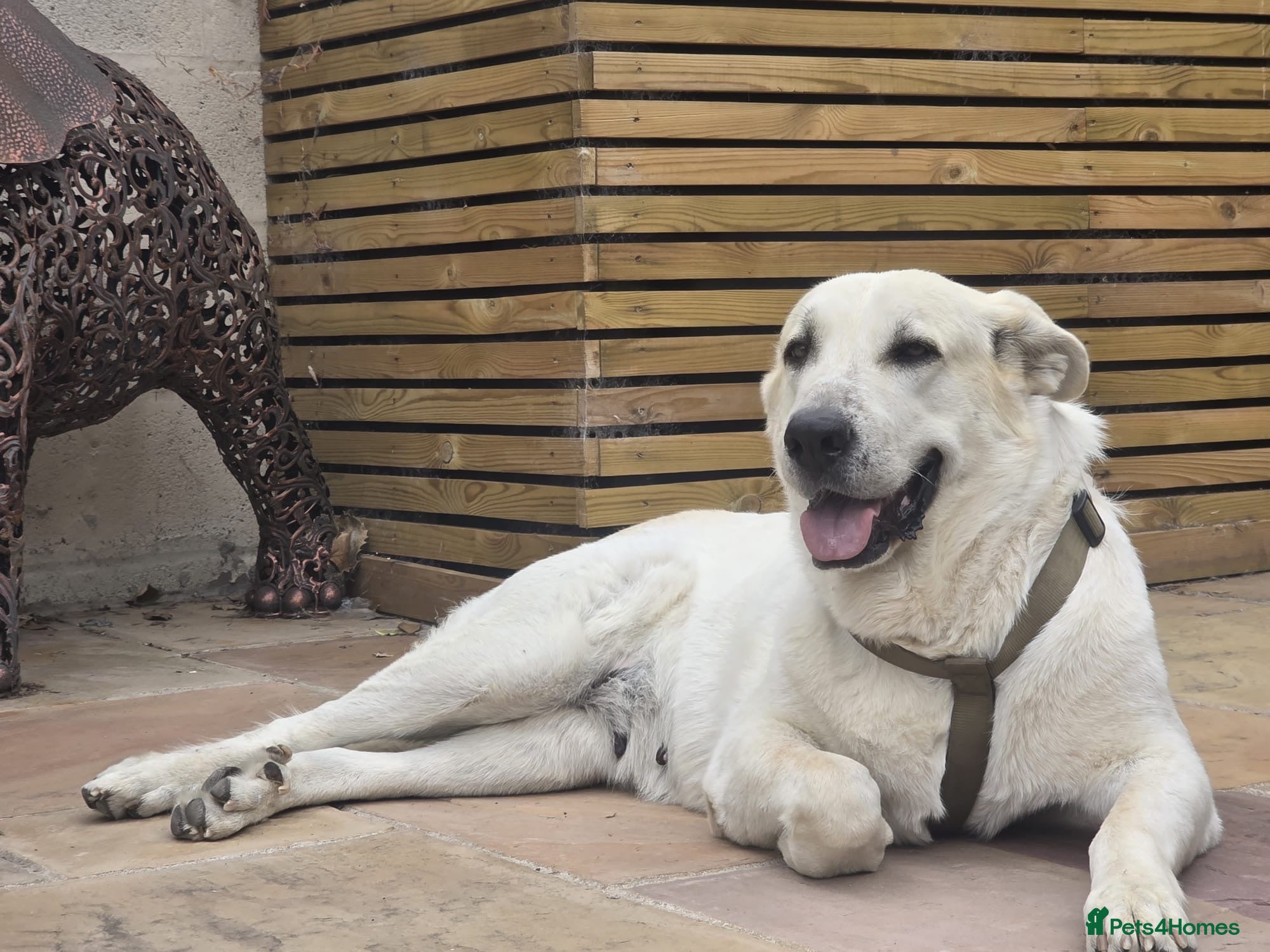 Mixed Breed dogs 🚨URGENT FOSTER/ FOSTER TO ADOPT HOME NEEDED VEGA - Advert 15