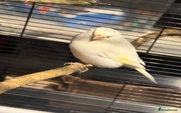 Canaries birds for sale: Male & female cannery for sale  - Image 9