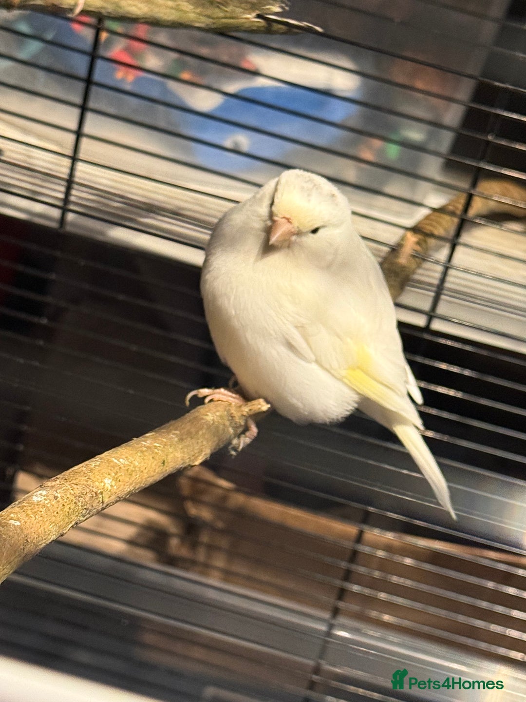 Canaries birds for sale: Male & female cannery for sale  - Image 9