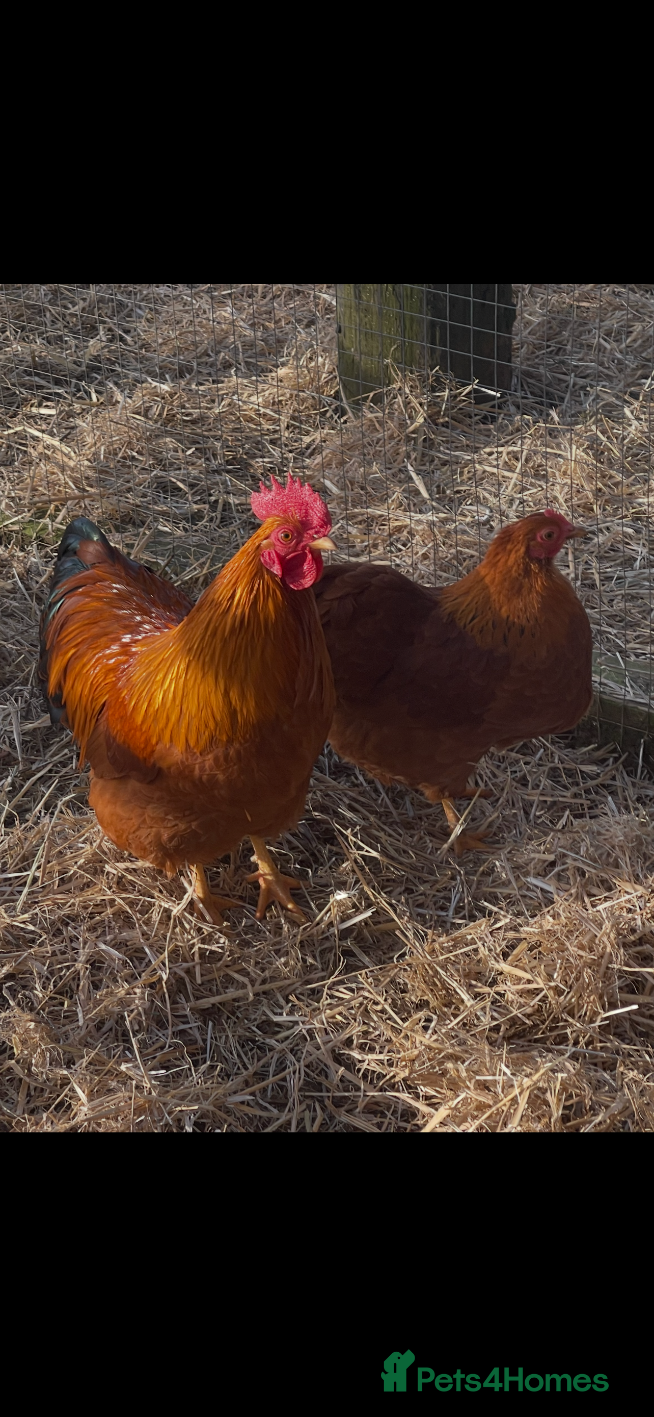 Chickens poultry TRIO NEW HAMPSHIRE RED BANTAMS - Advert 1