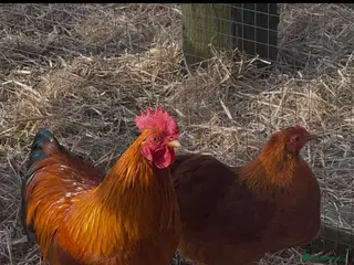 Chickens poultry TRIO NEW HAMPSHIRE RED BANTAMS - Advert 1