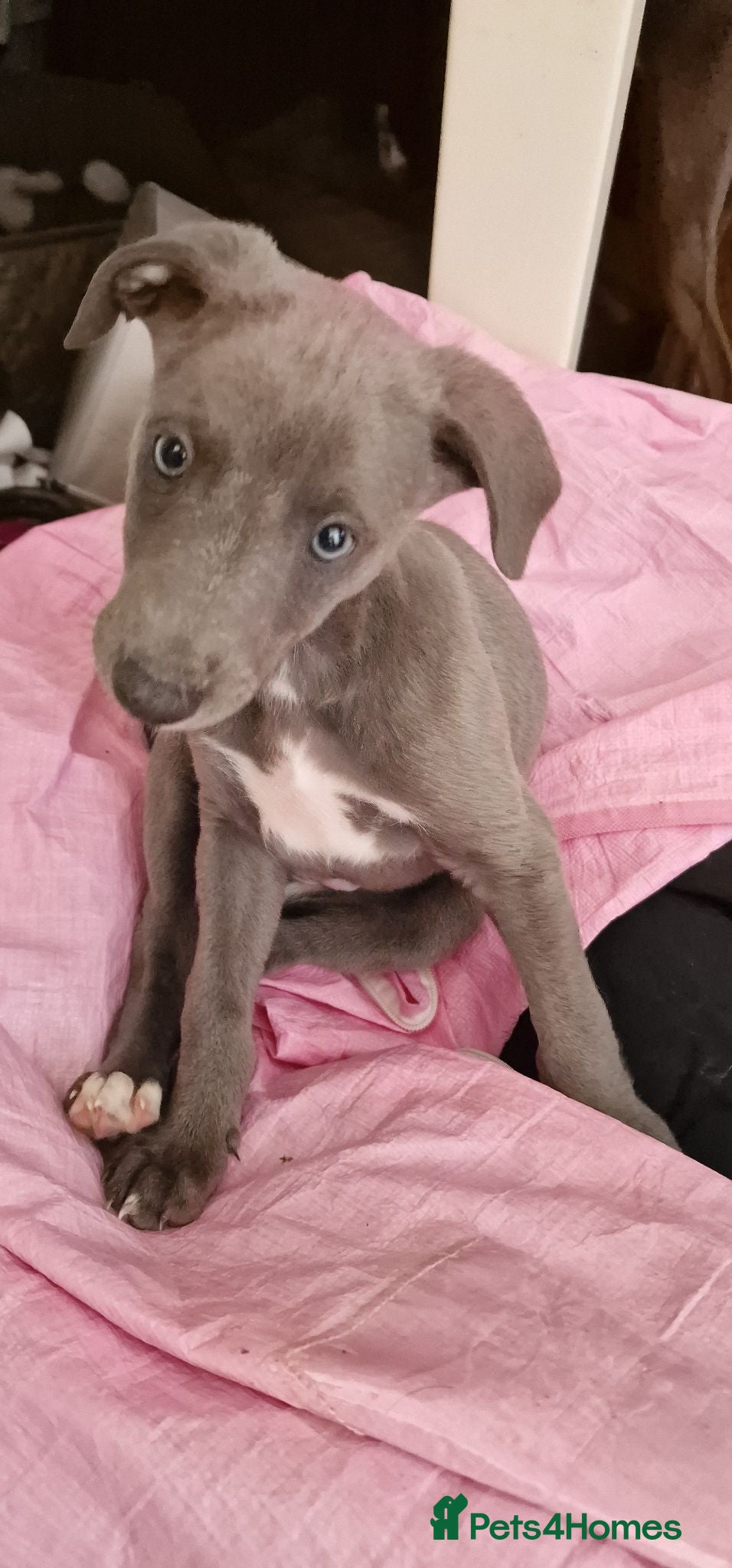 Whippet dogs Whippet puppies for sale - Advert 14
