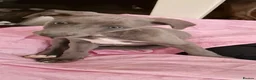 Whippet dogs for sale: Whippet puppies for sale - Advert 6