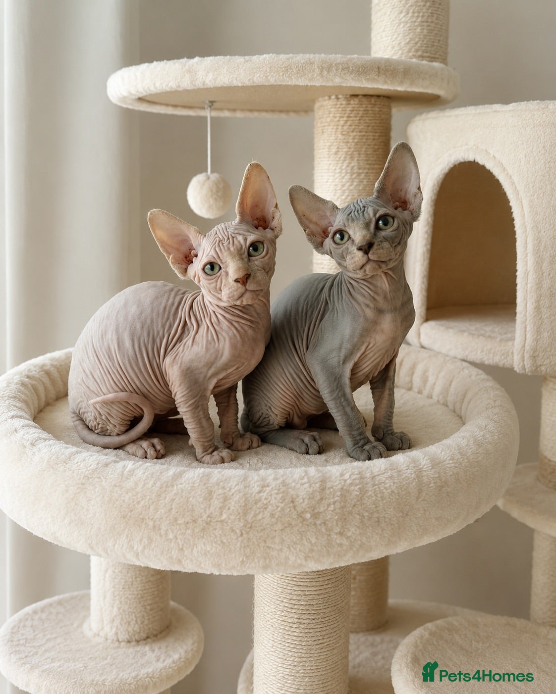 Sphynx cats TICA Sphynx Kittens - Ready Now - Advert 1