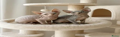 Sphynx Kitten 4