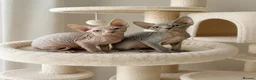 Sphynx cats for sale: TICA Sphynx kittens 1 Boy & 1 Girl  - Ready Now - Advert 1