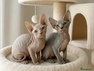 Sphynx cats TICA Sphynx Kittens - Ready Now - Advert 1