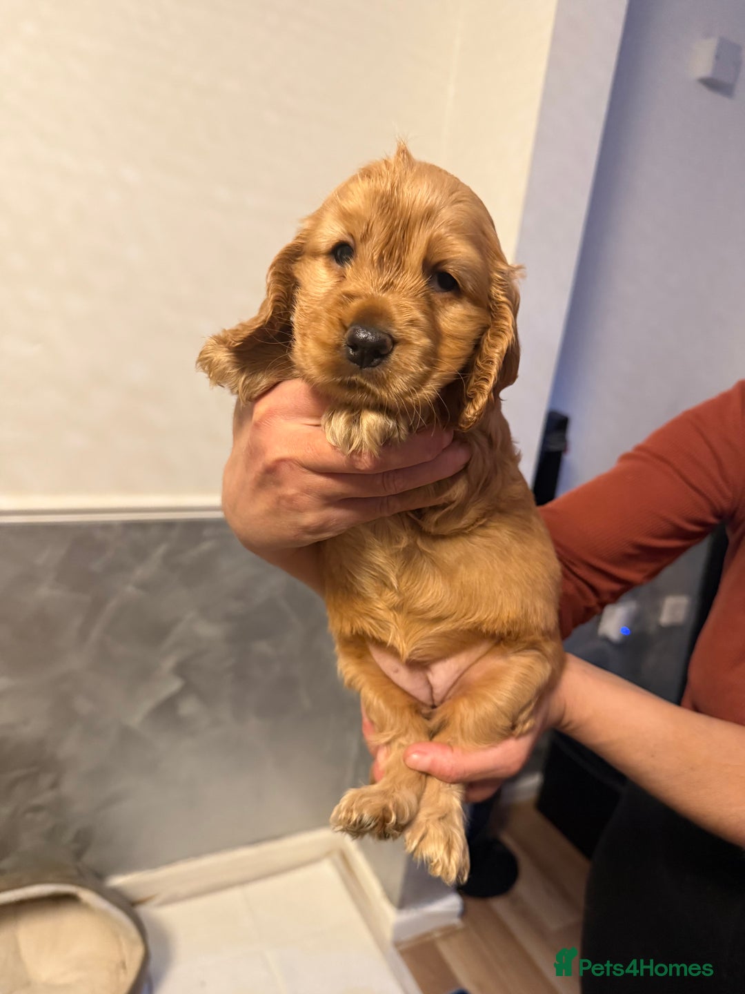 Cocker Spaniel dogs for sale: Show Type Cocker Spaniels - 3 colours available! - Image 4