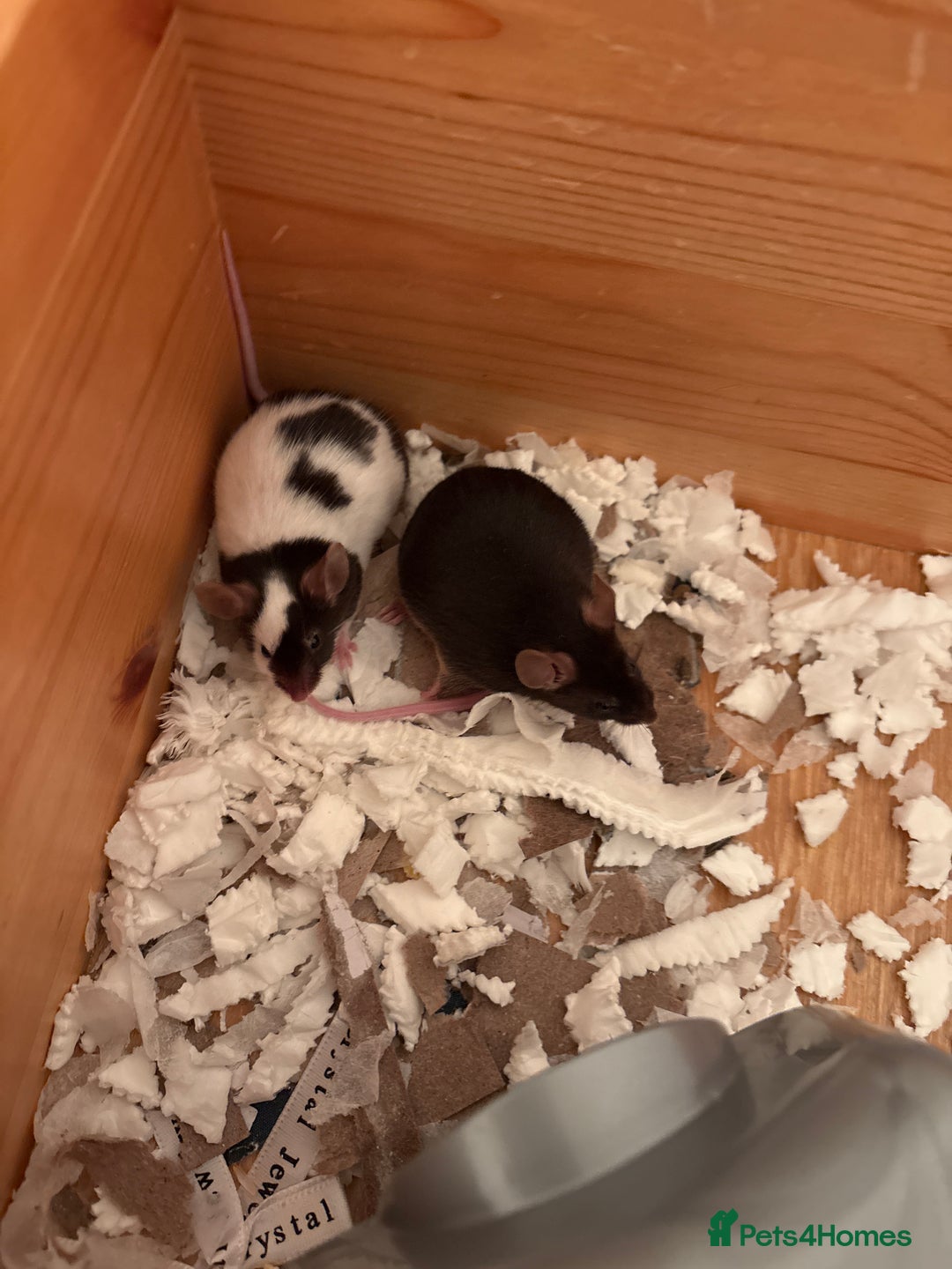 Hamster rodents for sale: Gorgeous Syrian hamsters and mice available  - Advert 5
