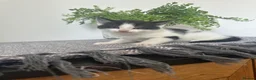 Mixed Breed cats for sale: 1 REMAINING | KITTEN 4 | MALE £50 - Advert 10