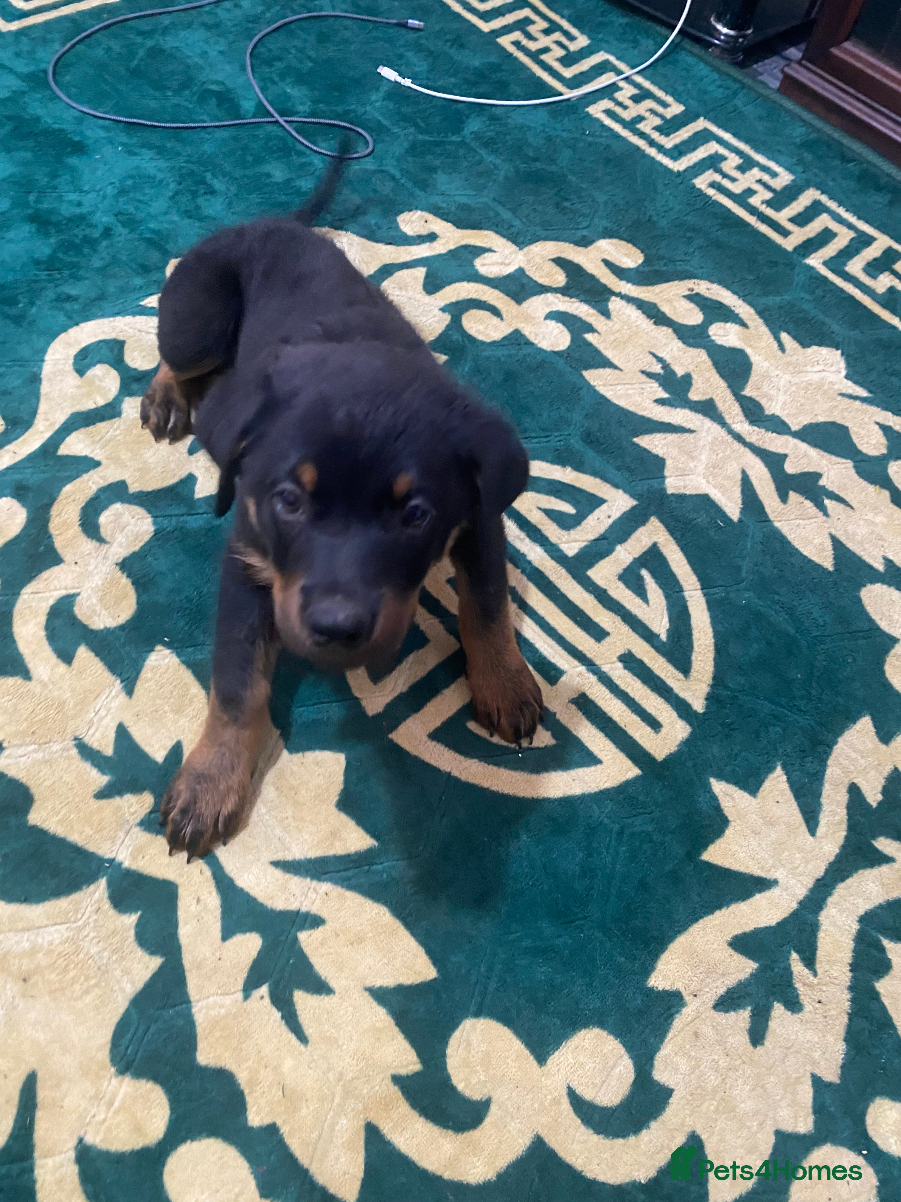 Rottweiler dogs for sale: Rottweiler puppies  - Advert 5