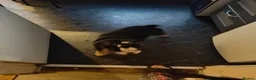 English Bulldog dogs for sale: chunky English Bulldog Puppers in Manchester - Advert 7