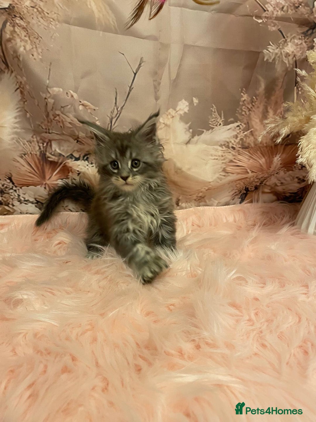 Maine Coon cats for sale: Maine Coon polydactyl (left two girls) - Advert 11