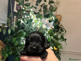 Cocker Spaniel dogs Show Cocker Spaniel Puppies -2 GIRLS LEFT! - Advert 16