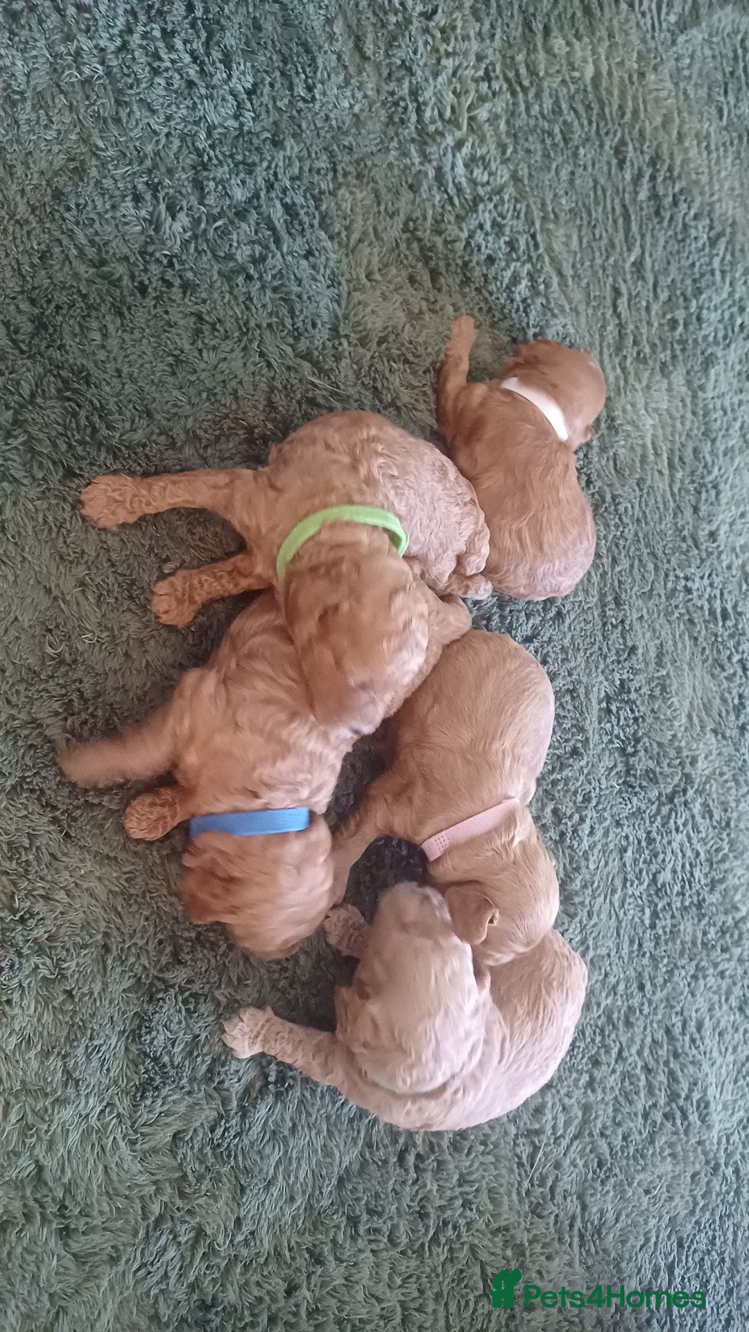 Cockapoo dogs for sale: Beautiful cockapoo puppies  - Image 25
