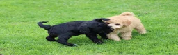 Cavapoo dogs for sale: Beautiful cavapoo puppies for sale  - Advert 12