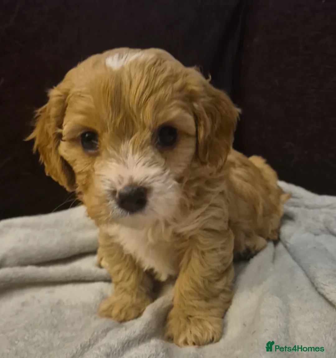 Cavapoo dogs for sale: Beautiful Cavapoo Puppies in Stafford - Advert 5