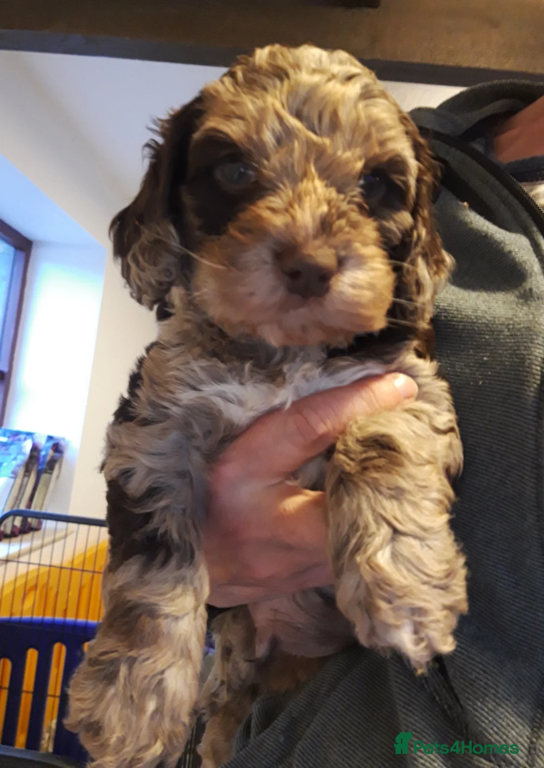 Miniature Poodle dogs for stud: Proven Chocolate Merle Poodle available for stud in Saint Austell - Advert 12