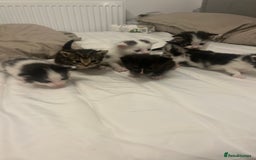 Mixed Breed cats for sale: Beautiful fluffy kittens - Image 3