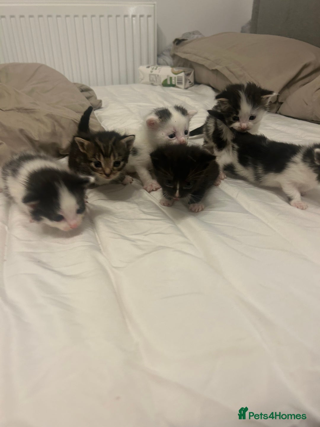 Mixed Breed cats for sale: Beautiful fluffy kittens - Image 3