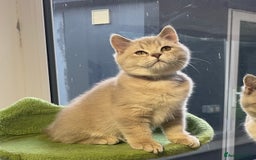 British Shorthair cats for sale: 🚨One Girl Ready to leave 🚨GCCF British Shorthair - Image 12