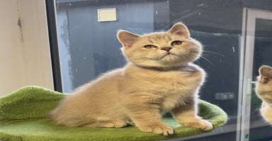 British Shorthair cats - Advert 8