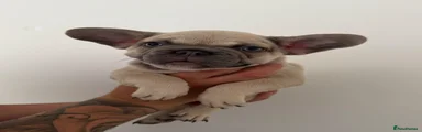 French Bulldog 2
