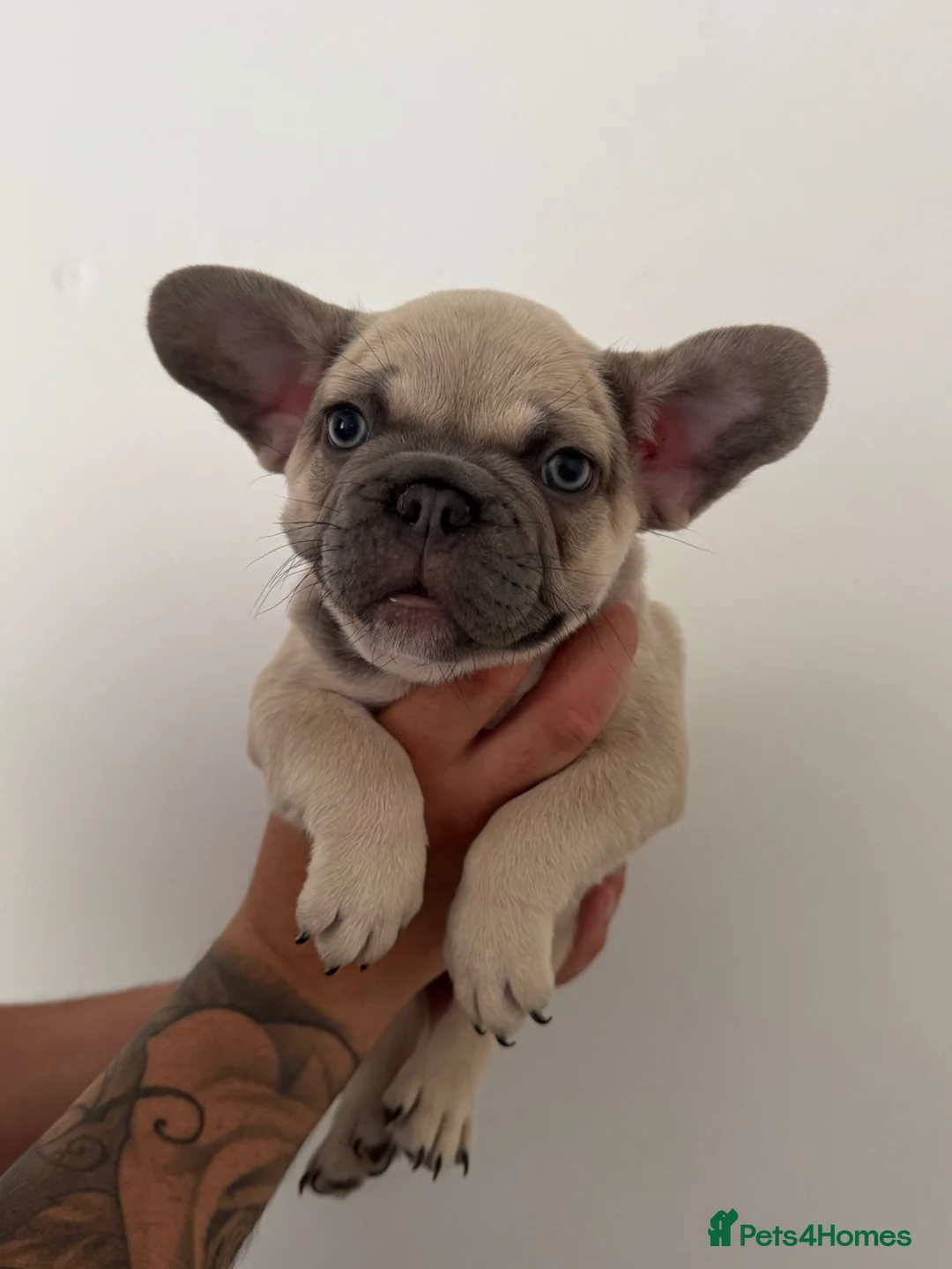 French Bulldog dogs for sale: 3 beautiful French bulldog puppies for sale!  in South Shields - Advert 12