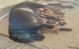 Mixed Breed dogs for sale: Cane corso  ** tiff - Image 1