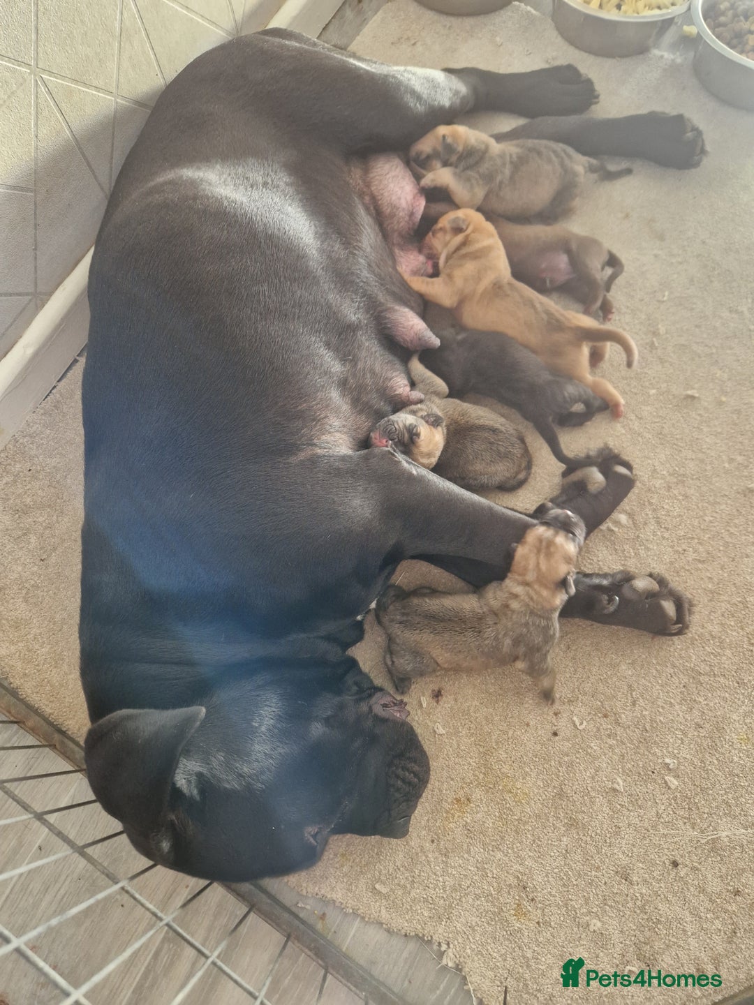 Mixed Breed dogs for sale: Cane corso  ** tiff - Image 1