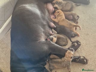 Mixed Breed dogs Cane corso ** tiff - Advert 8