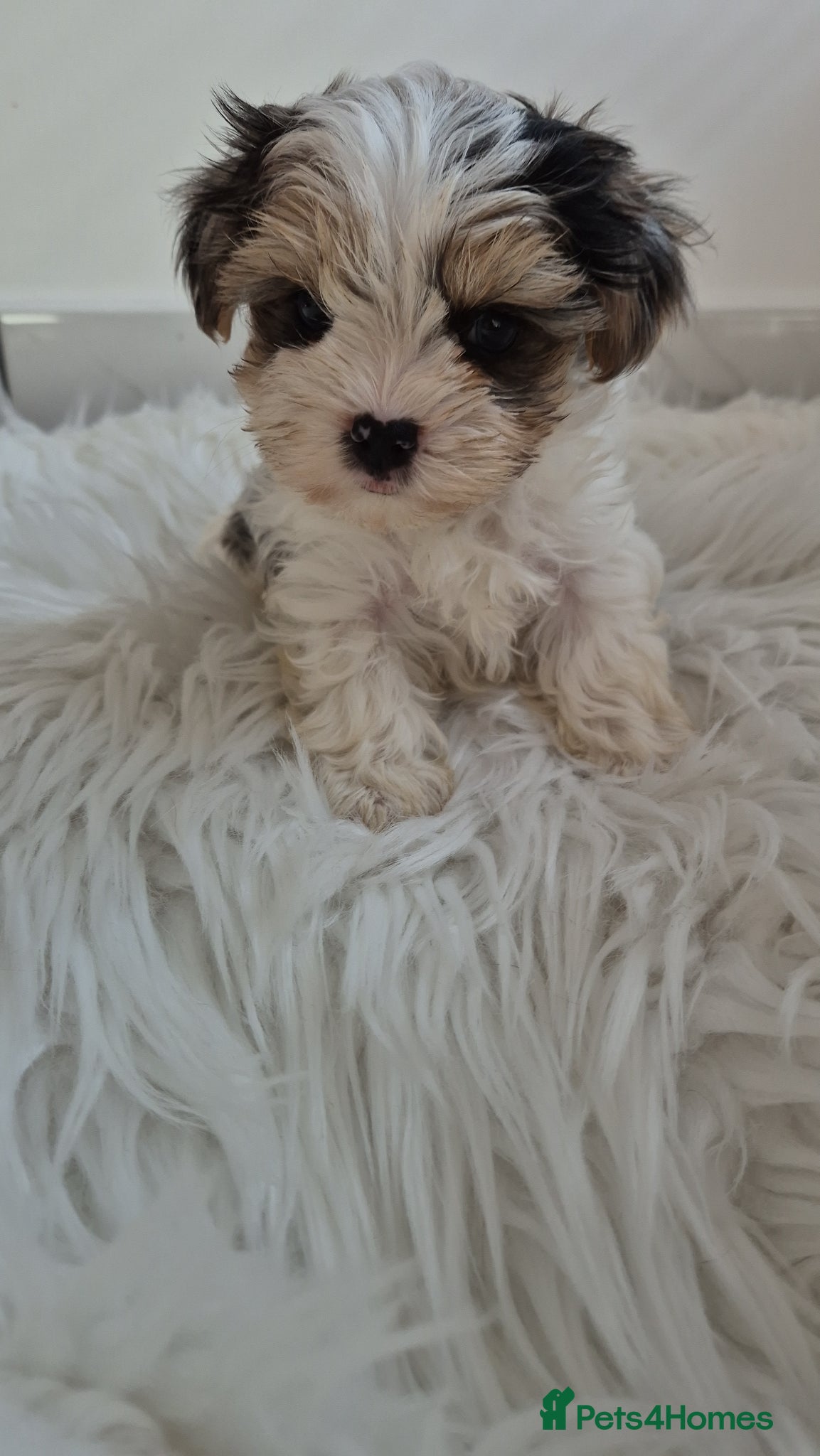 Yorkshire Terrier dogs Blueberry Yorkshire Terrier male puppies  - Advert 4