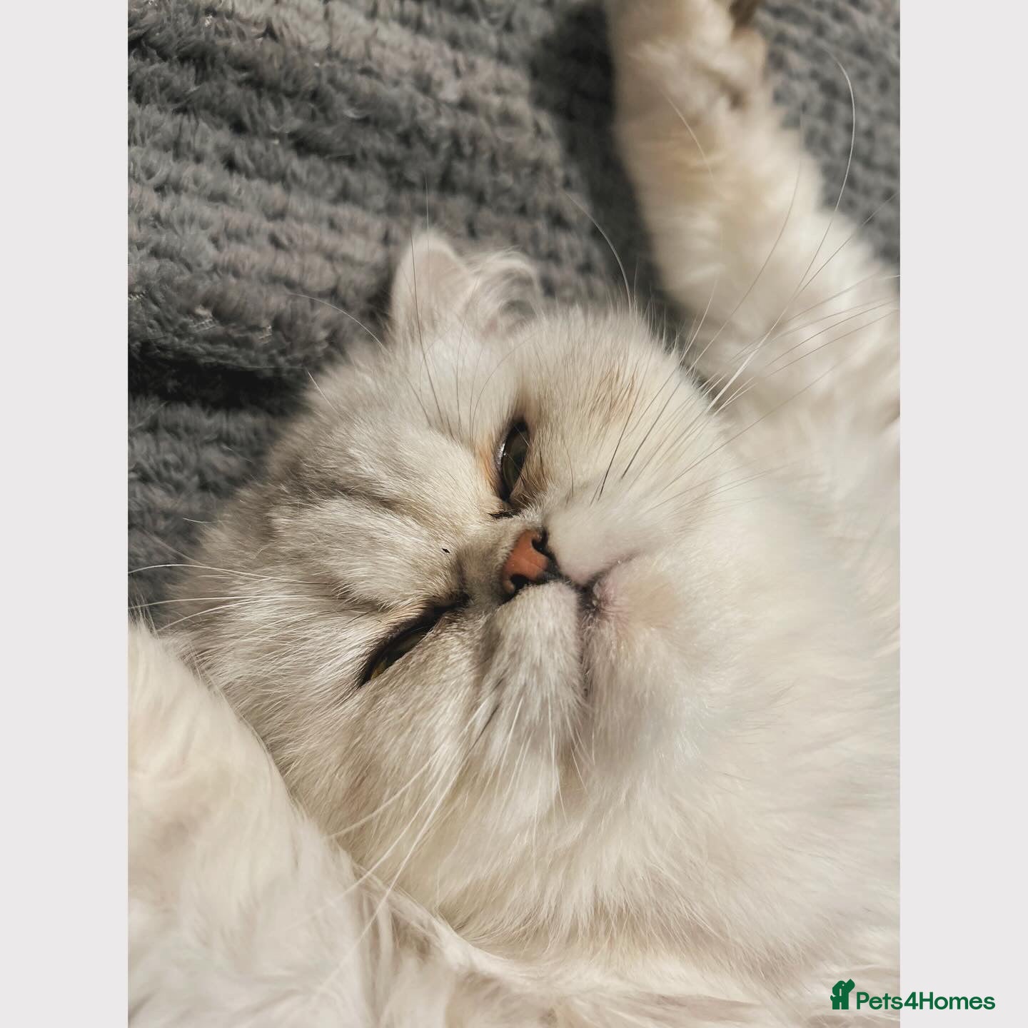 Persian cats for sale: 7-Persian kittens for sale 🩶🩵 males & Females - Advert 14